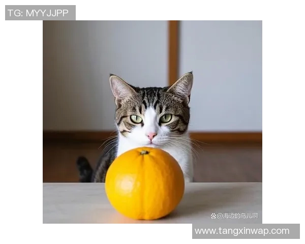 柚子猫糖心vlog完整版-柚子猫糖心的日常,一场温馨的Vlog之旅完整版-柚子猫糖心vlog完整版 柚子猫糖心vlog完整版-柚子猫糖心的日常,一场温馨的Vlog之旅完整版-柚子猫糖心vlog完整版