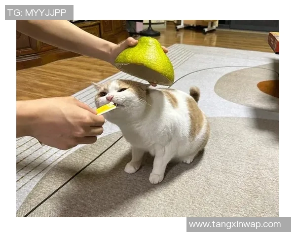 糖心vlog柚子猫在线-糖心世界的猫物语—柚子猫与糖心Vlog的温馨相遇-